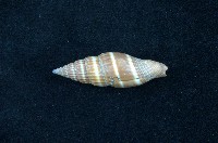 藏品(黑筆螺)的圖片